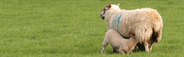 Feeding lamb